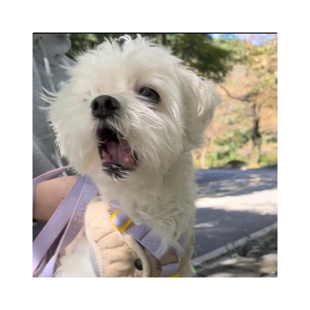 Thumbnail of www-instagram-com-p-cyawlihjfws 6