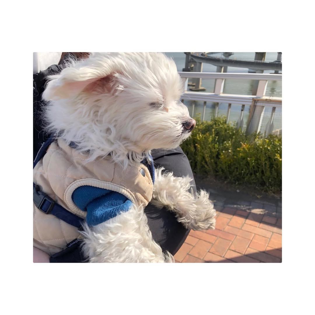 Thumbnail of www-instagram-com-p-cyawlihjfws 7