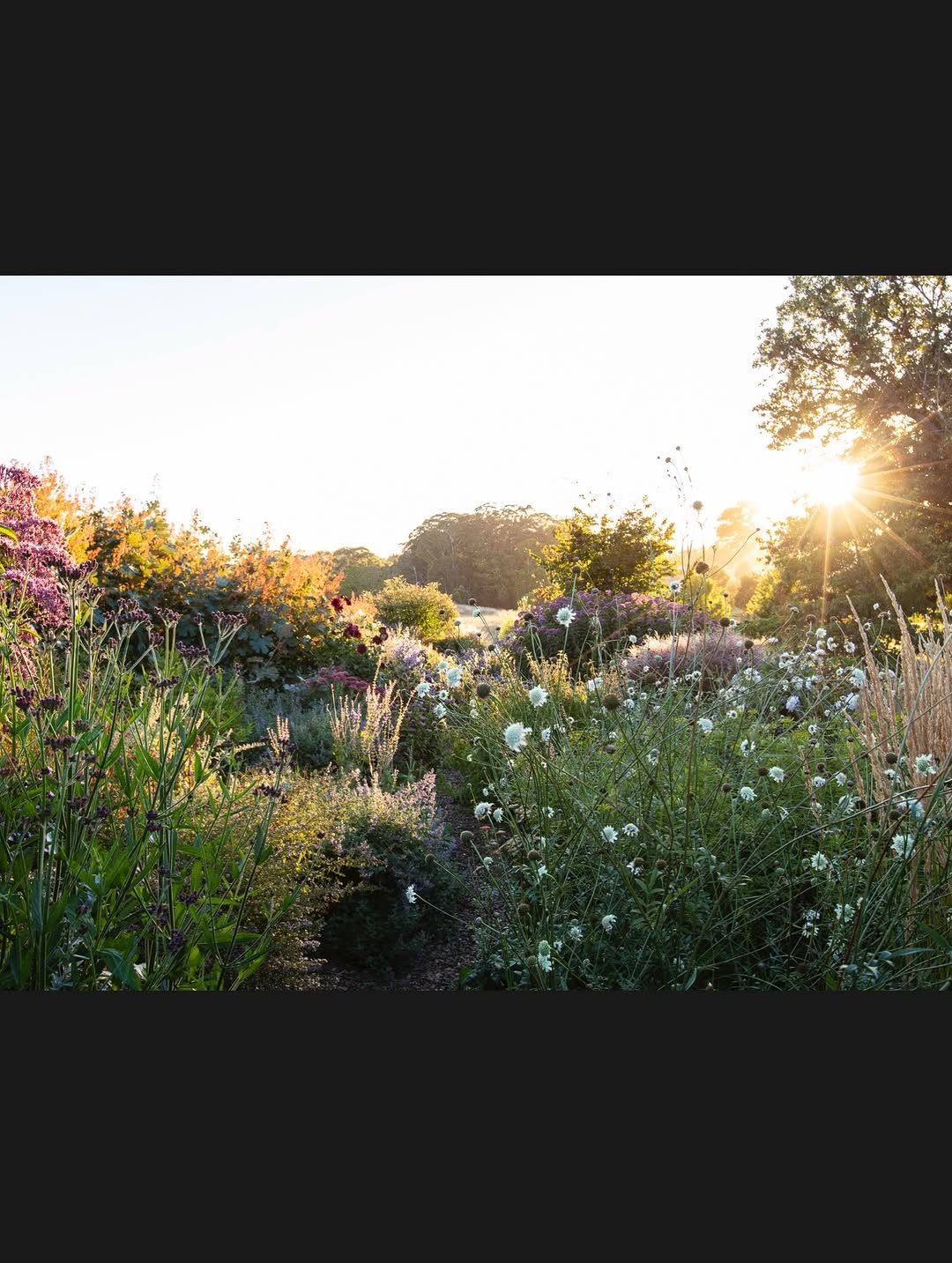 Thumbnail of www-instagram-com-p-drted3sk-pd-img-index-12 3