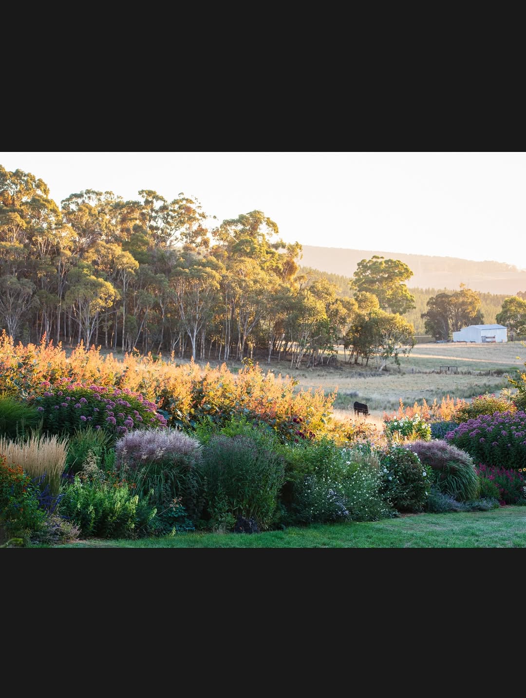 Thumbnail of www-instagram-com-p-drted3sk-pd-img-index-12 6