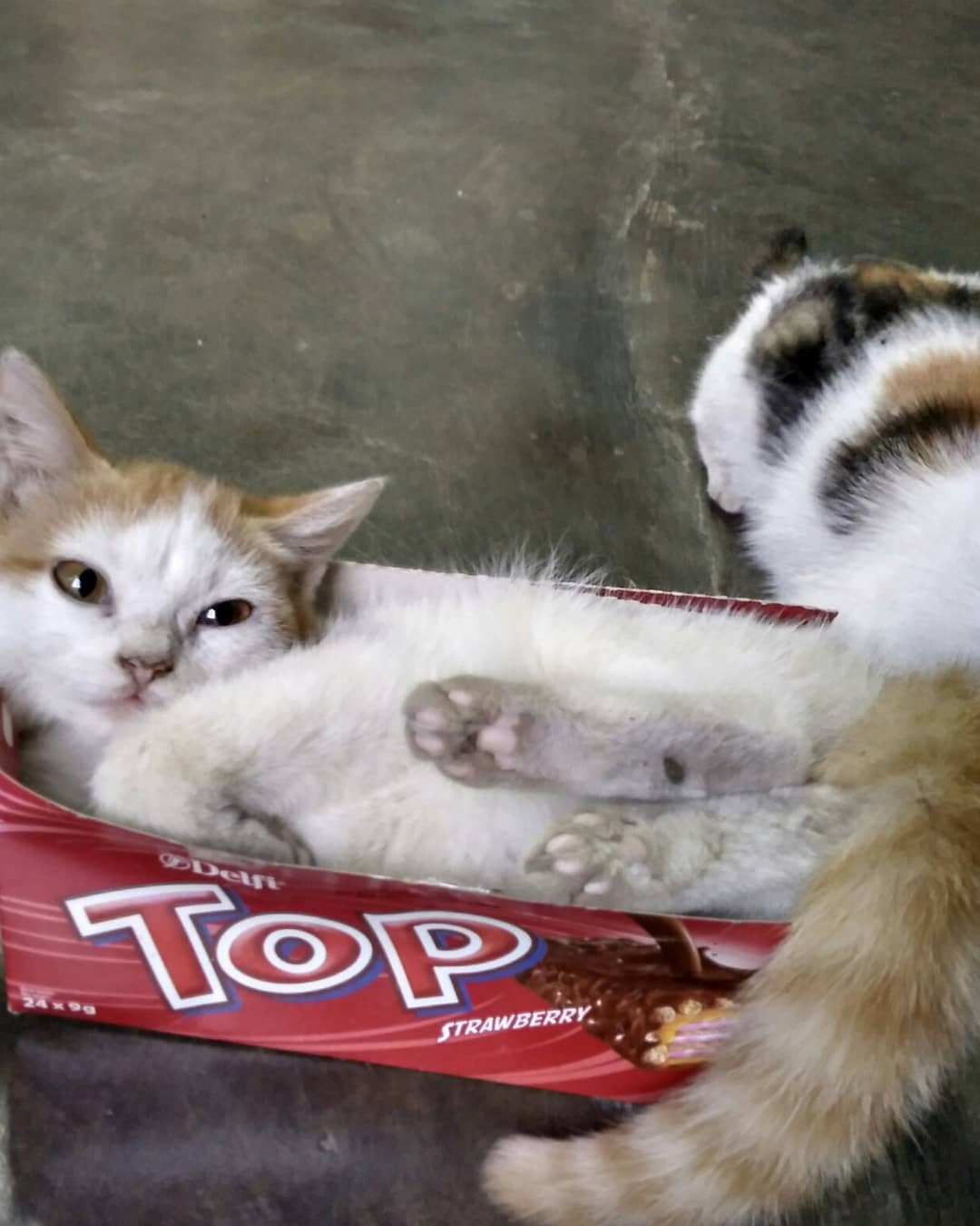 Thumbnail of p-bokeugva7g-1daf3c032f834bd7 1