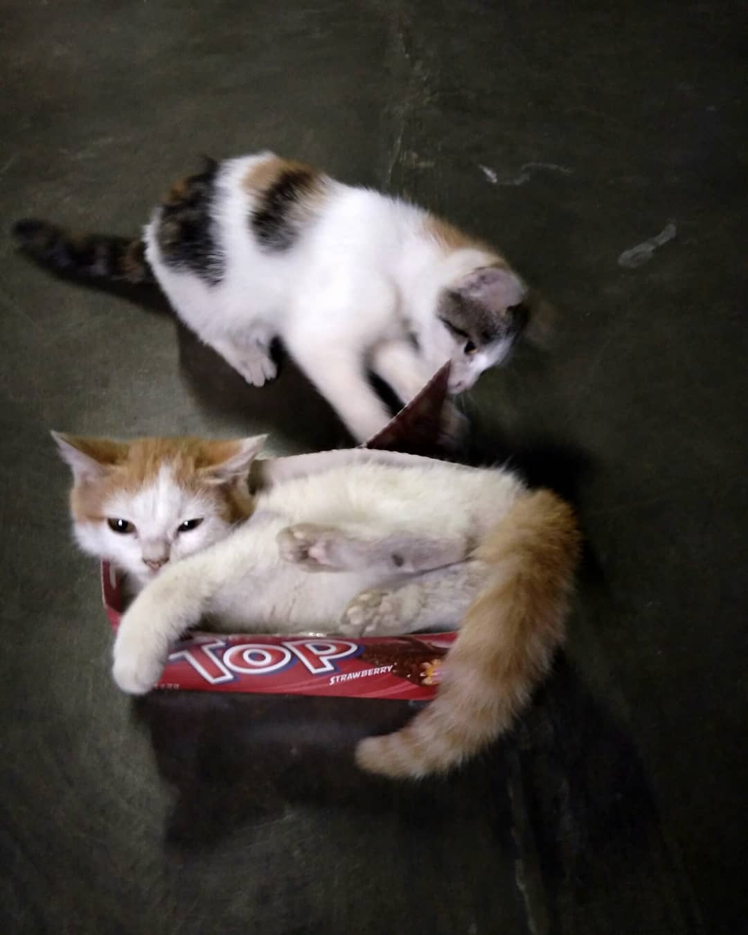 Thumbnail of p-bokeugva7g-1daf3c032f834bd7 2