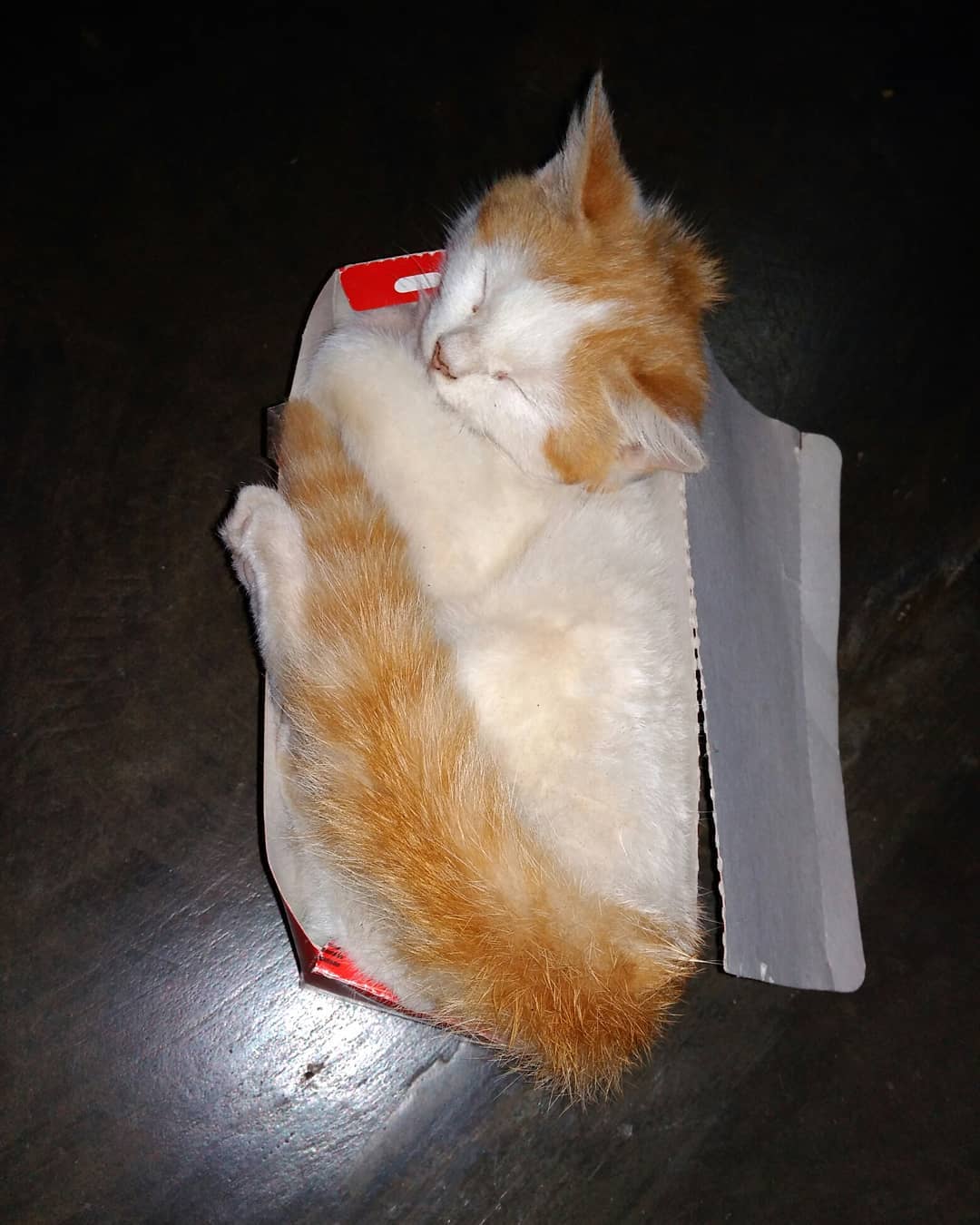 Thumbnail of p-bokeugva7g-1daf3c032f834bd7 4