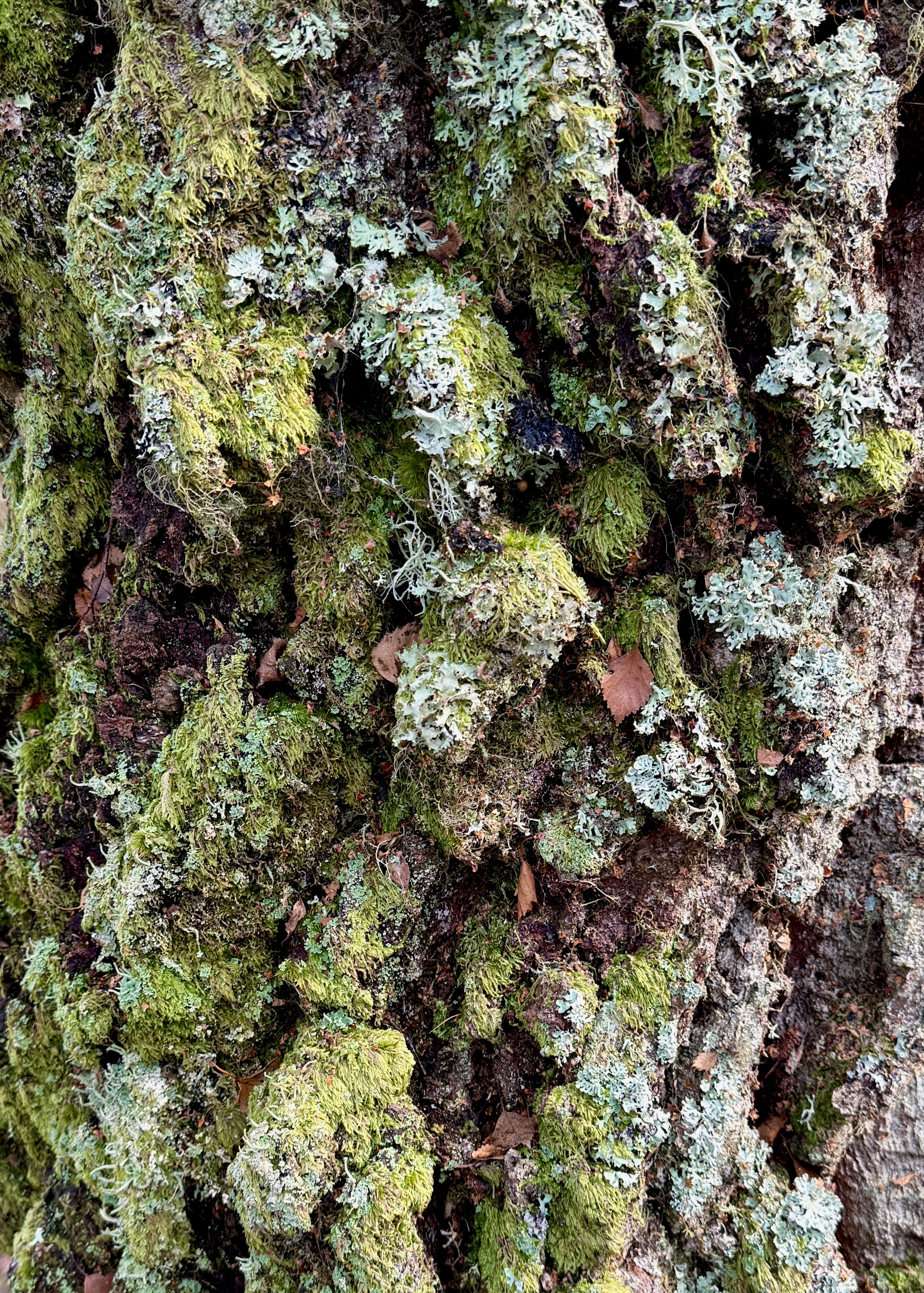 Thumbnail of charlotte-landagentlife-23a128aabad94319 0