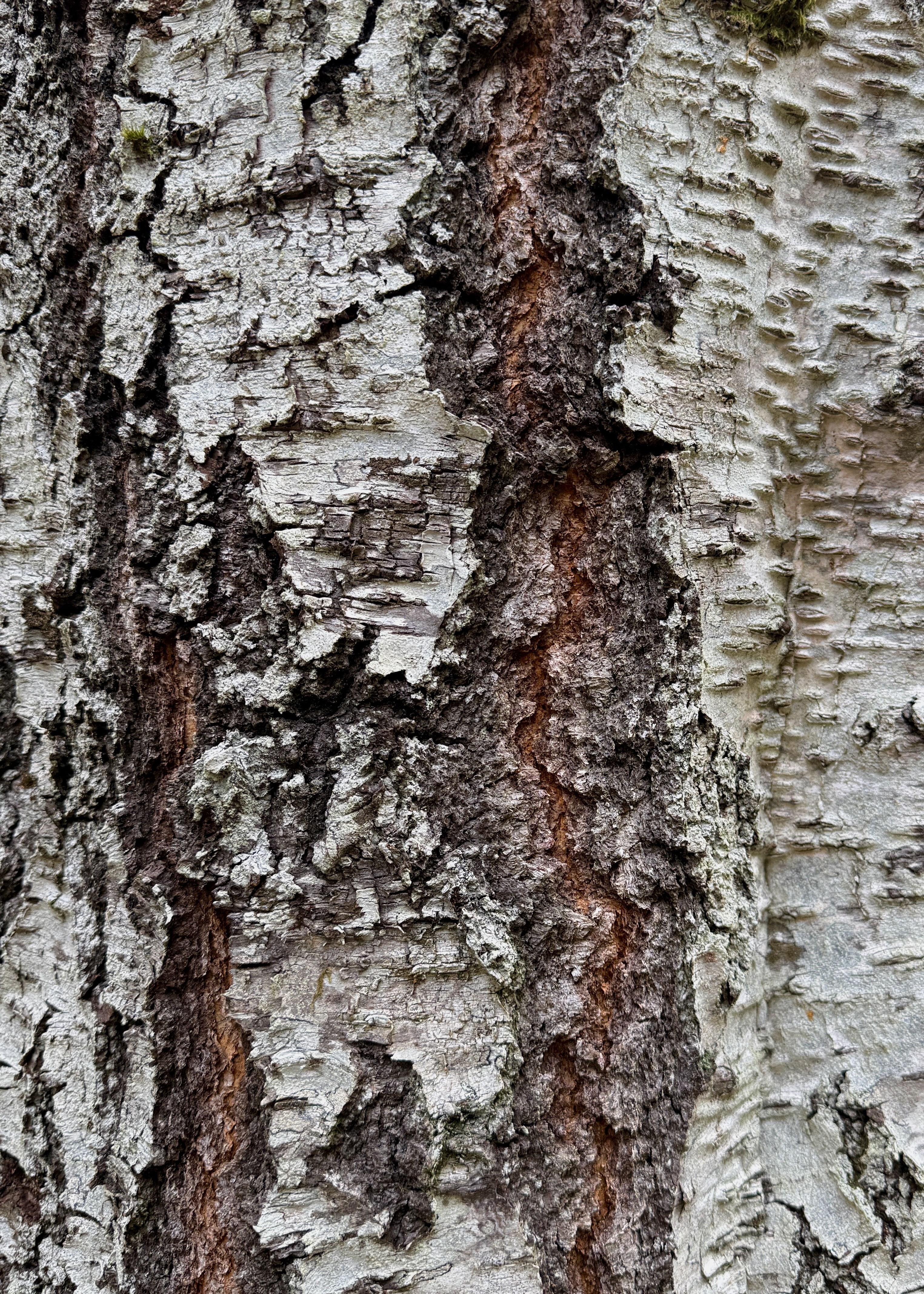 Thumbnail of charlotte-landagentlife-23a128aabad94319 3