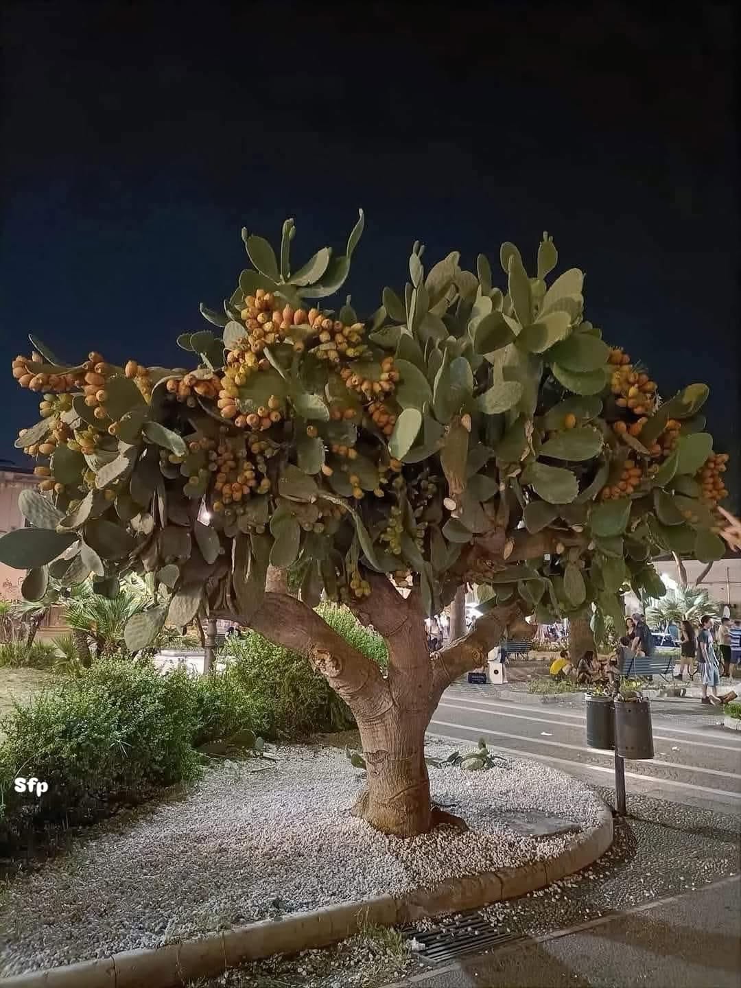 Thumbnail of www-instagram-com-p-duk1nxxanve 0