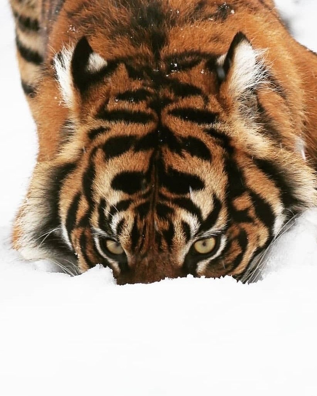 Thumbnail of p-dfdcsznsxig-2c135073a4234f70 1