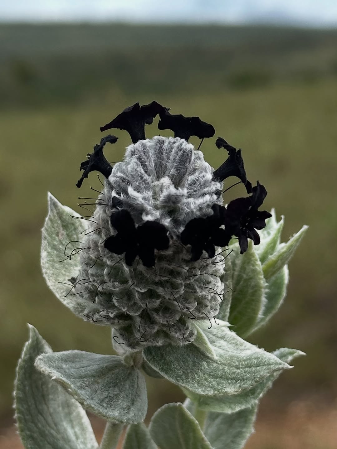 Thumbnail of www-instagram-com-p-dt7ndu5jpqh 0