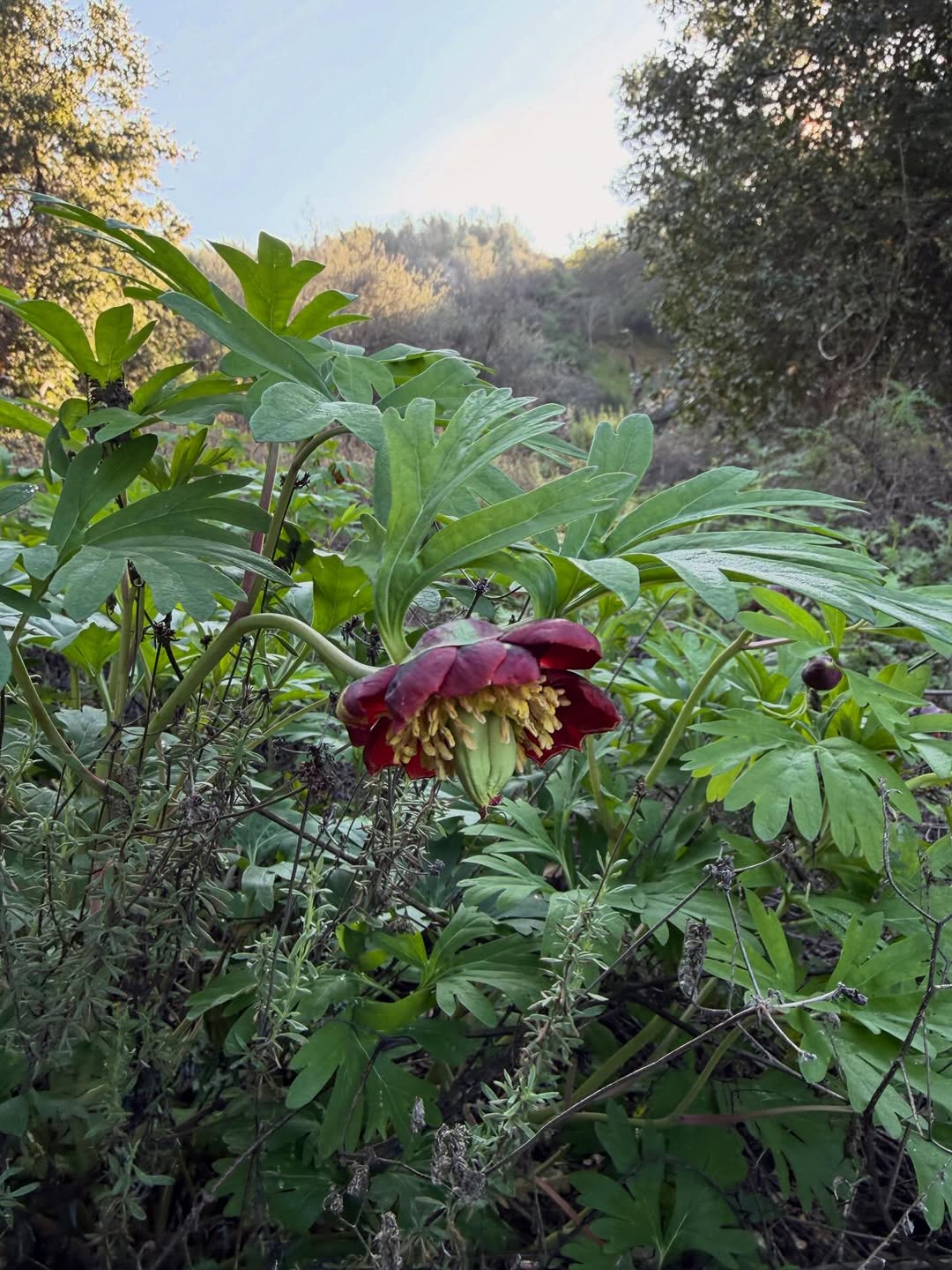 Thumbnail of www-instagram-com-p-dt8muu4li-w 0