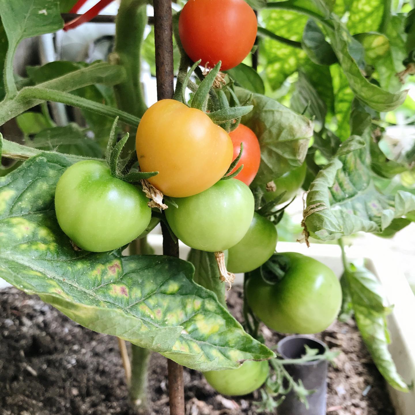 Thumbnail of p-bz3lb8olk3s-3326a401c59e44e4 2