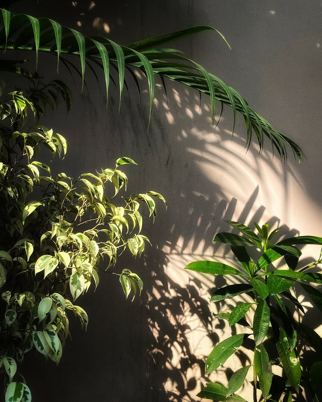 Thumbnail of www-instagram-com-p-c-2n5ohps43 6