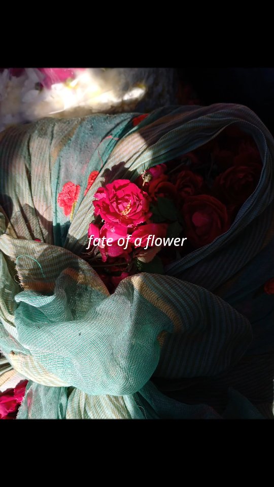 Preview of www-instagram-com-p-dhl-jjotttr