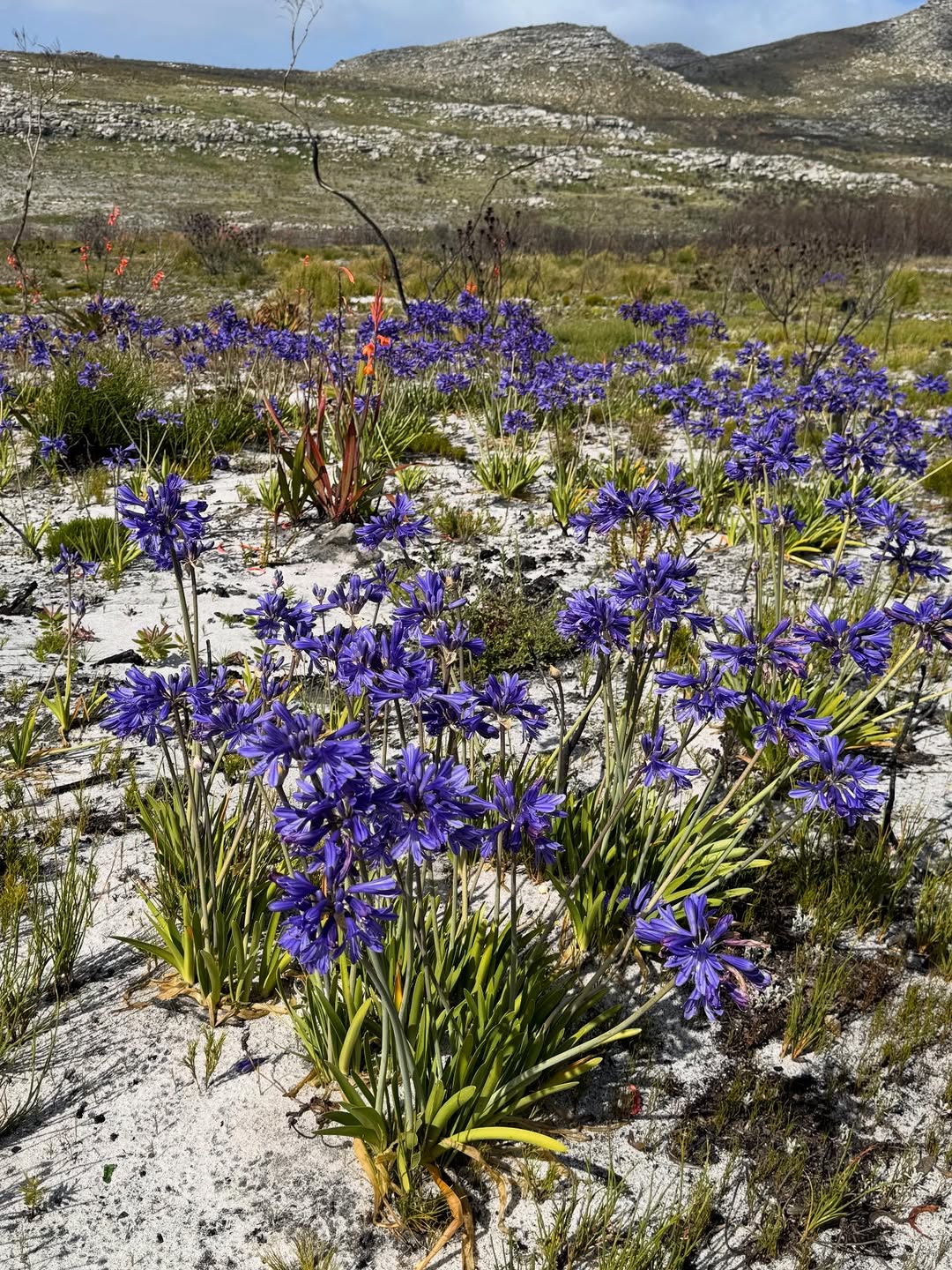 Thumbnail of www-instagram-com-p-dtqaudjjjpz-img-index-1 0