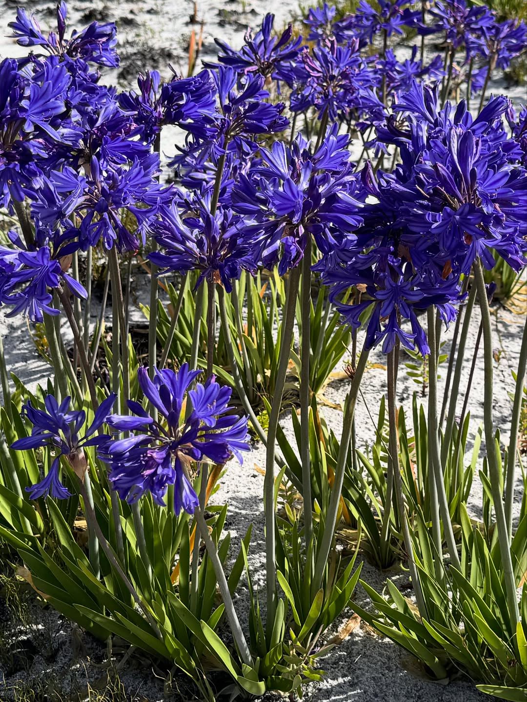 Thumbnail of www-instagram-com-p-dtqaudjjjpz-img-index-1 1