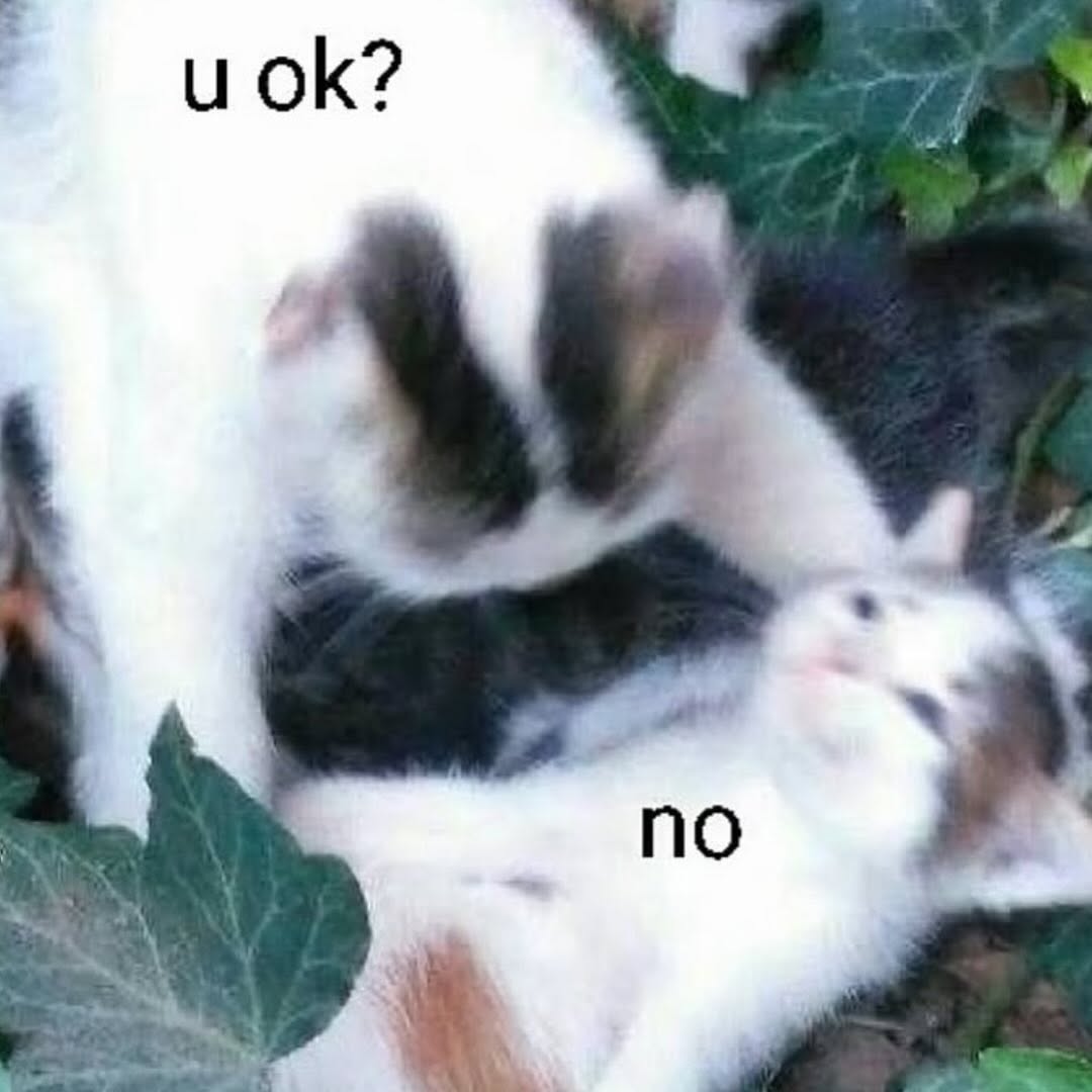 Thumbnail of www-instagram-com-p-dl8ryksxjcm 0