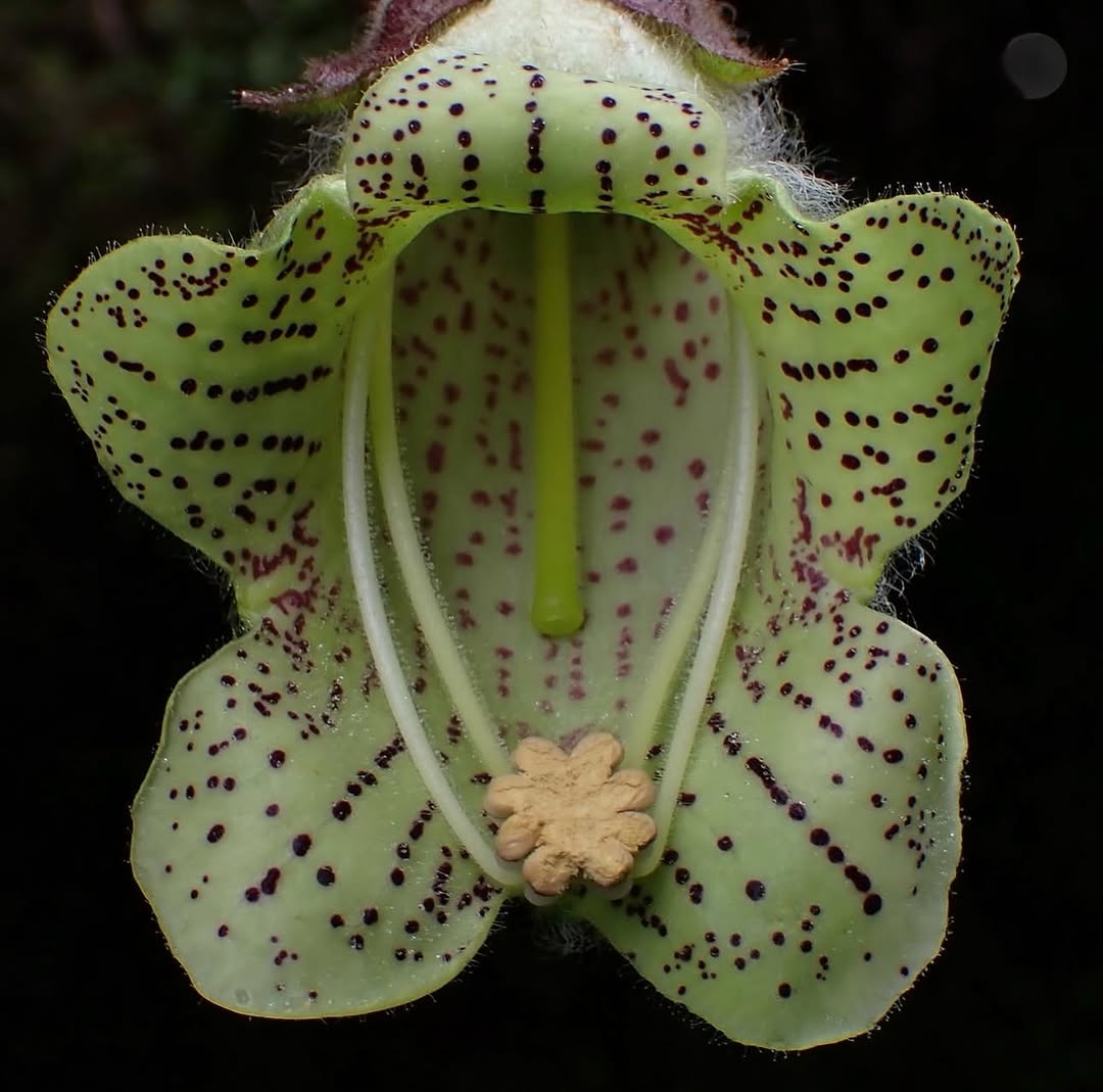 Thumbnail of www-instagram-com-p-dts1gt8doud 0