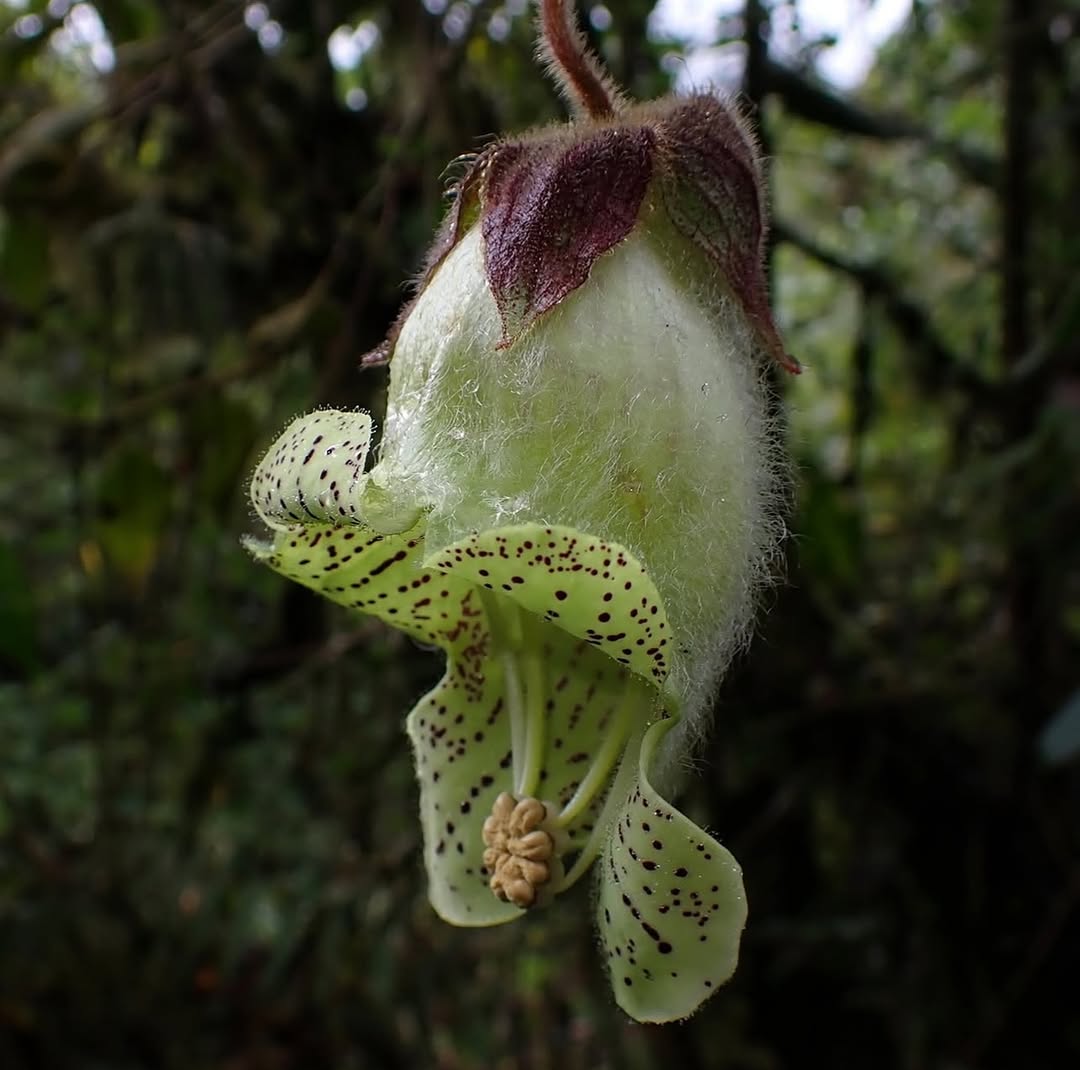 Thumbnail of www-instagram-com-p-dts1gt8doud 1