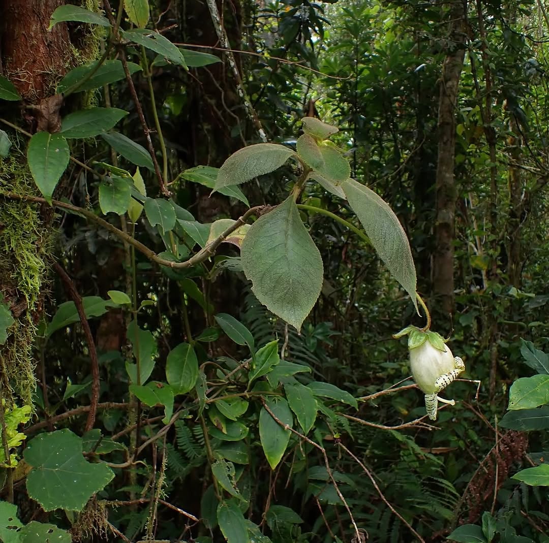 Thumbnail of www-instagram-com-p-dts1gt8doud 3