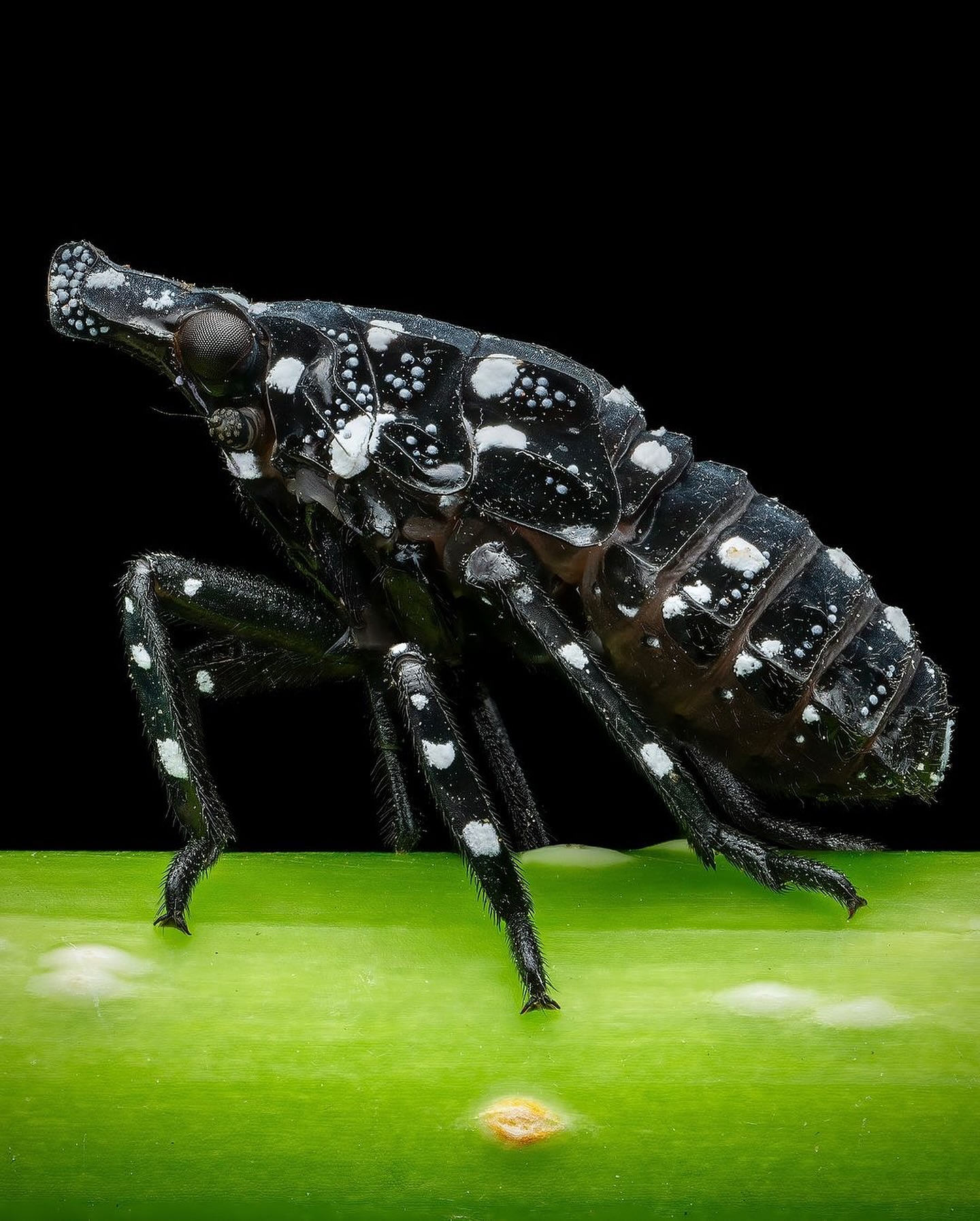 Thumbnail of c-z6zzpofs-40463e593fdb403a 11