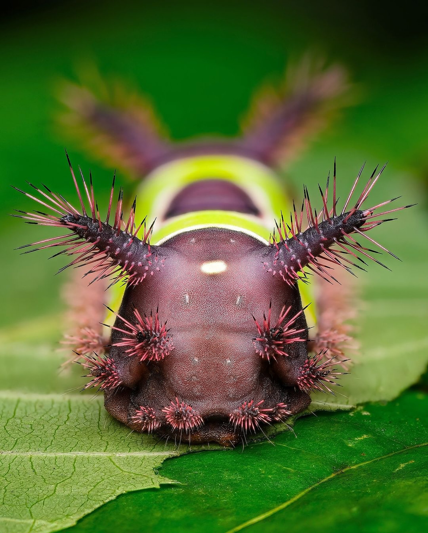 Thumbnail of c-z6zzpofs-40463e593fdb403a 15