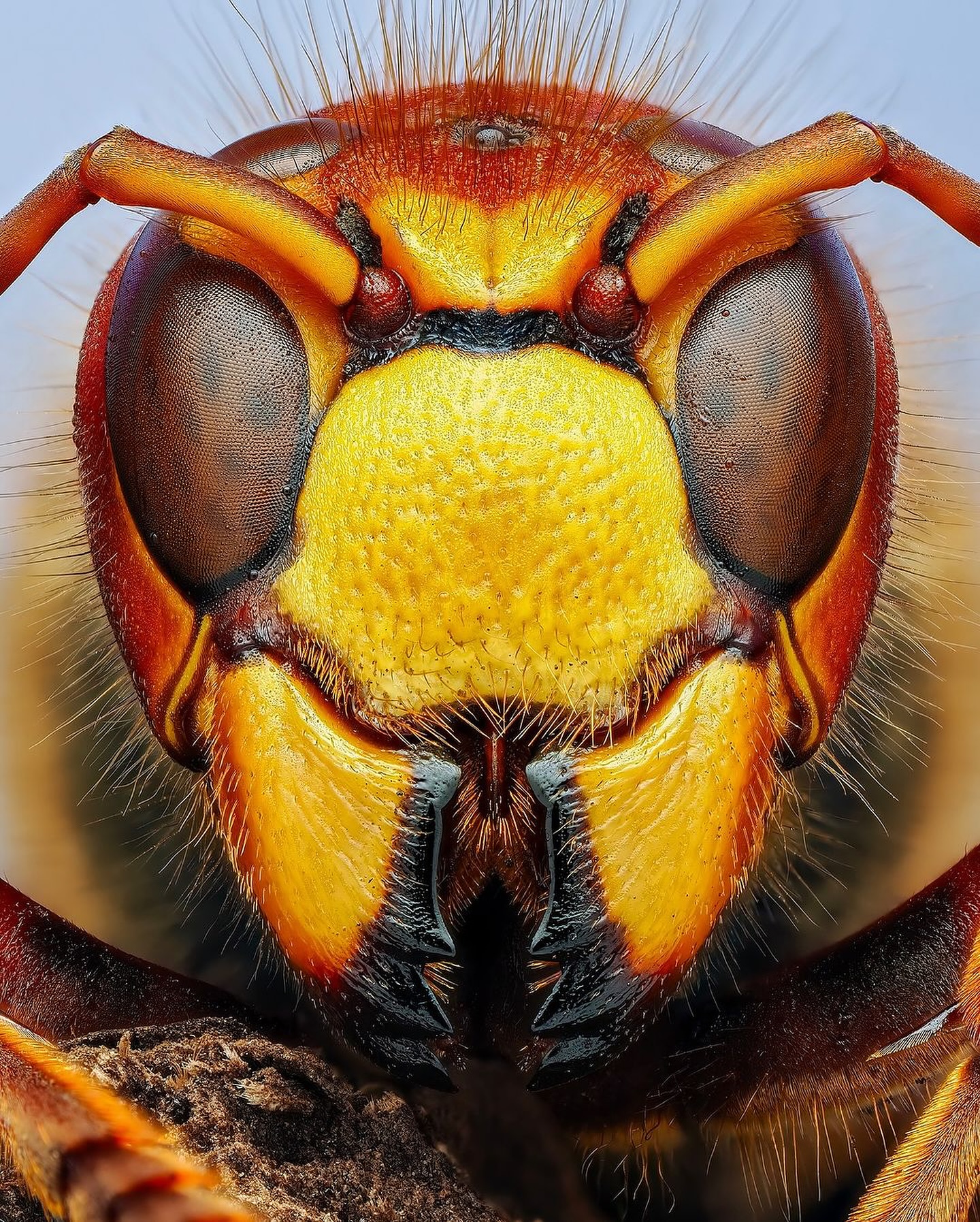 Thumbnail of c-z6zzpofs-40463e593fdb403a 16