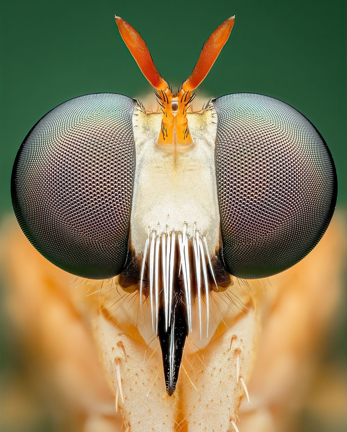 Thumbnail of c-z6zzpofs-40463e593fdb403a 5