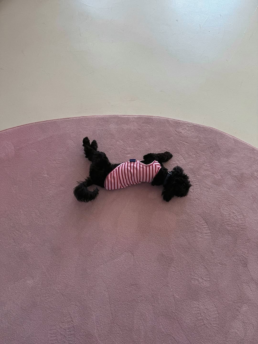 Thumbnail of www-instagram-com-p-dphjftdjfl 2