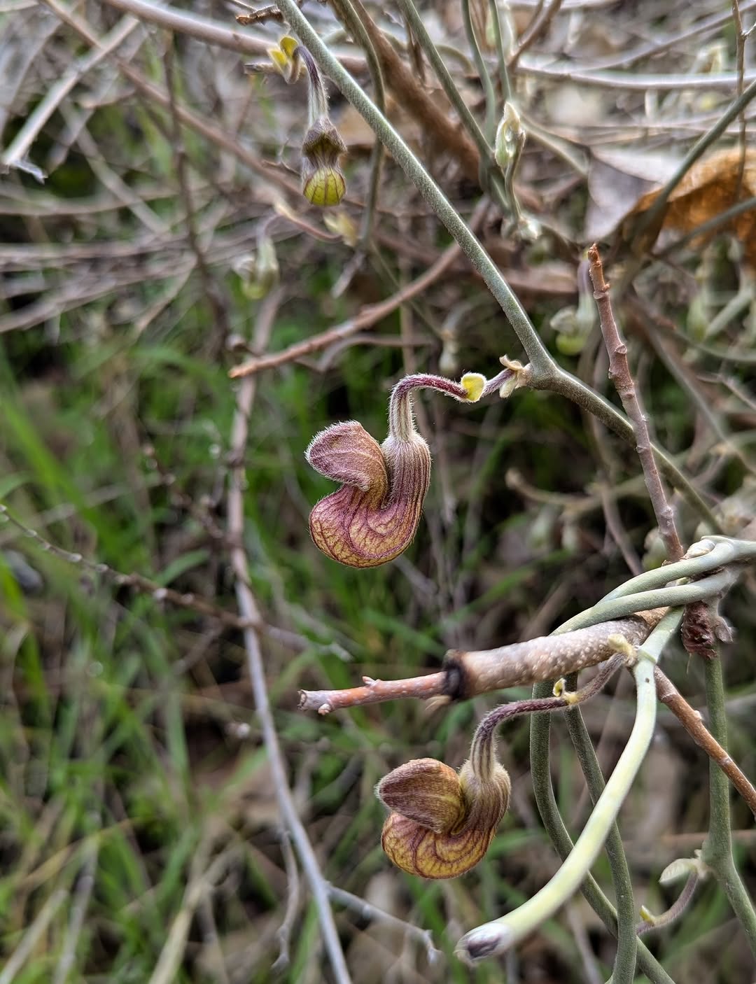 Thumbnail of www-instagram-com-p-dt8xifpgvy1 2