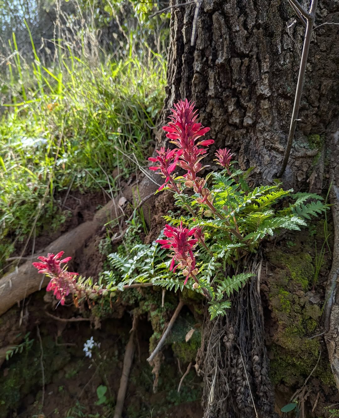 Thumbnail of www-instagram-com-p-dt8xifpgvy1 3