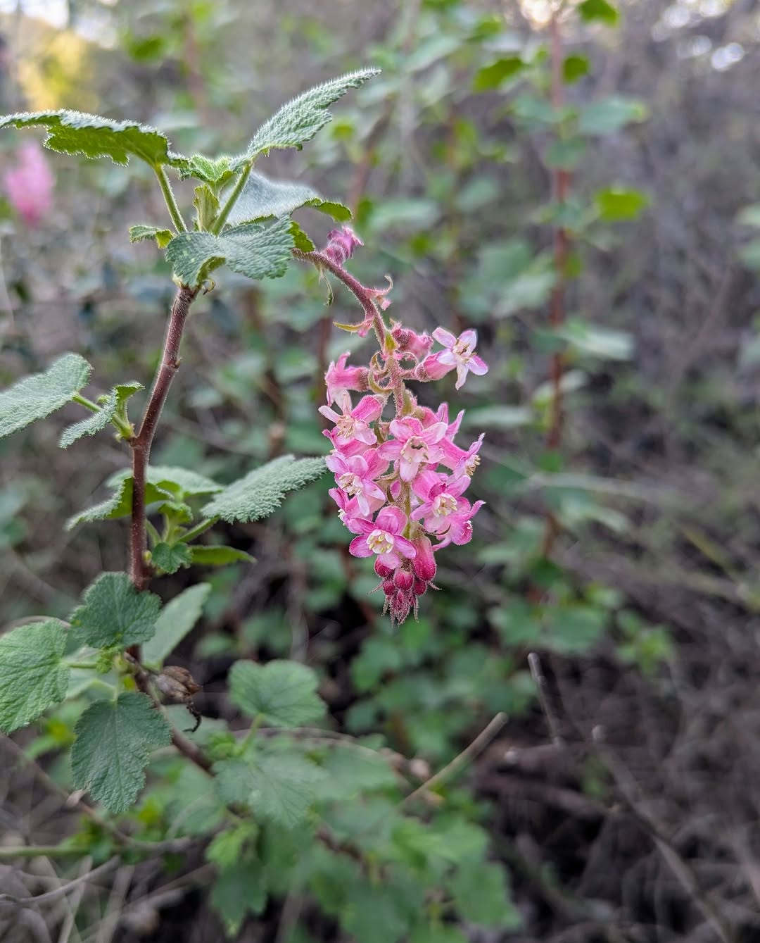 Thumbnail of www-instagram-com-p-dt8xifpgvy1 6