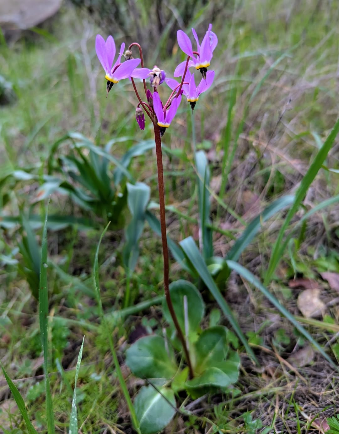 Thumbnail of www-instagram-com-p-dt8xifpgvy1 9