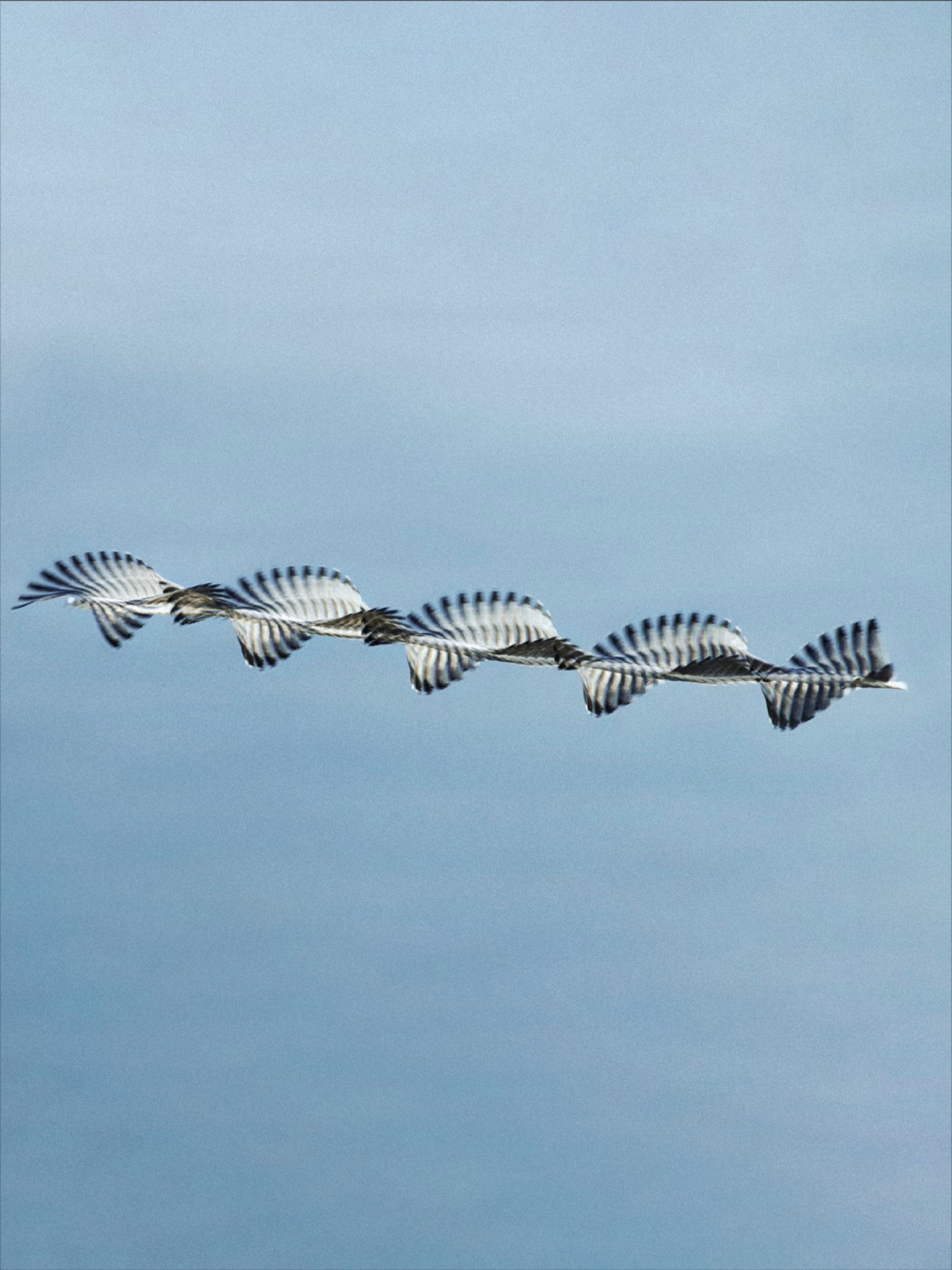 Thumbnail of p-dquzfzbdttk-51aa9405e59845d9 1