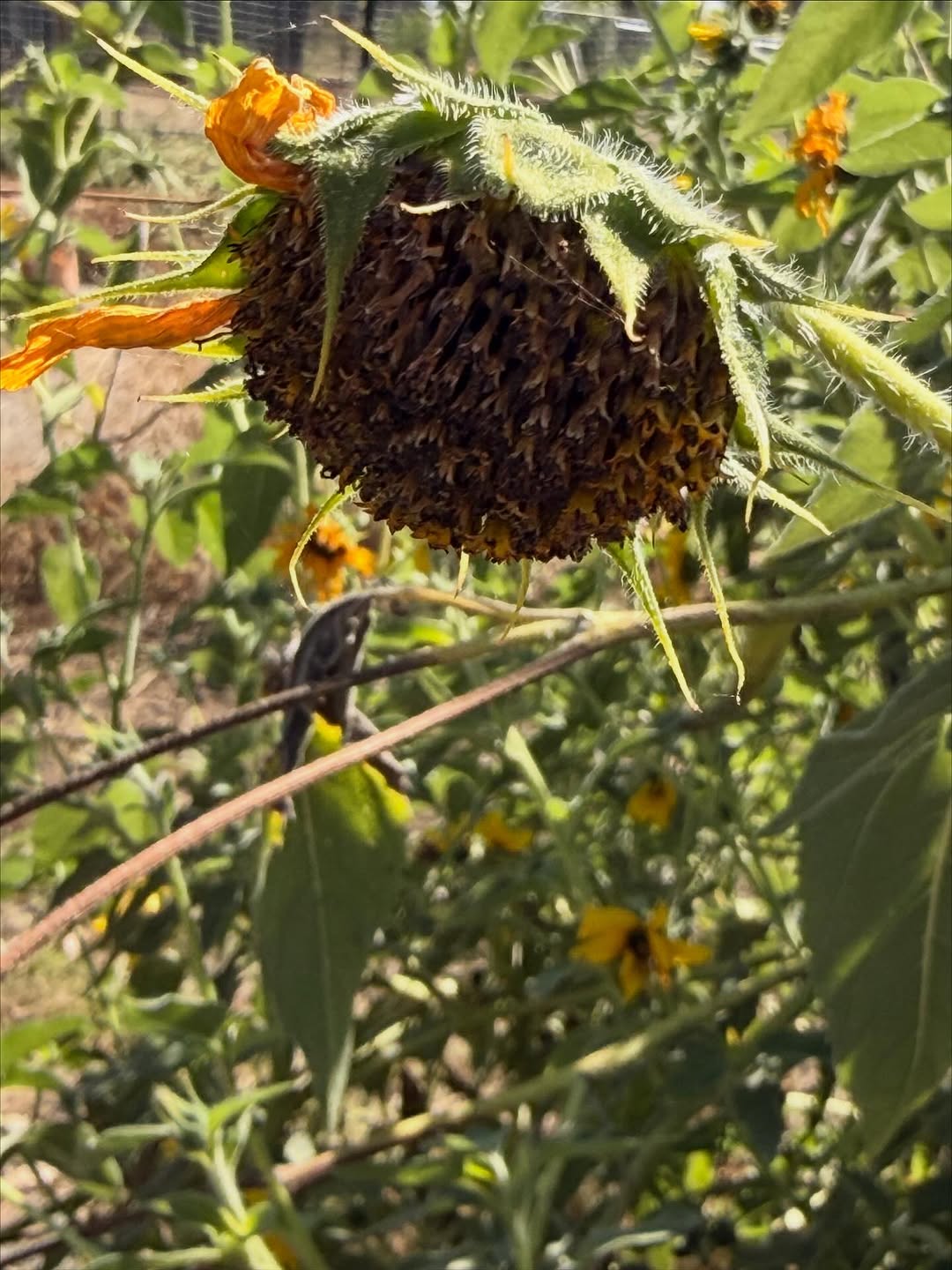 Thumbnail of www-instagram-com-p-dqnmjl8etzf-img-index-6 3