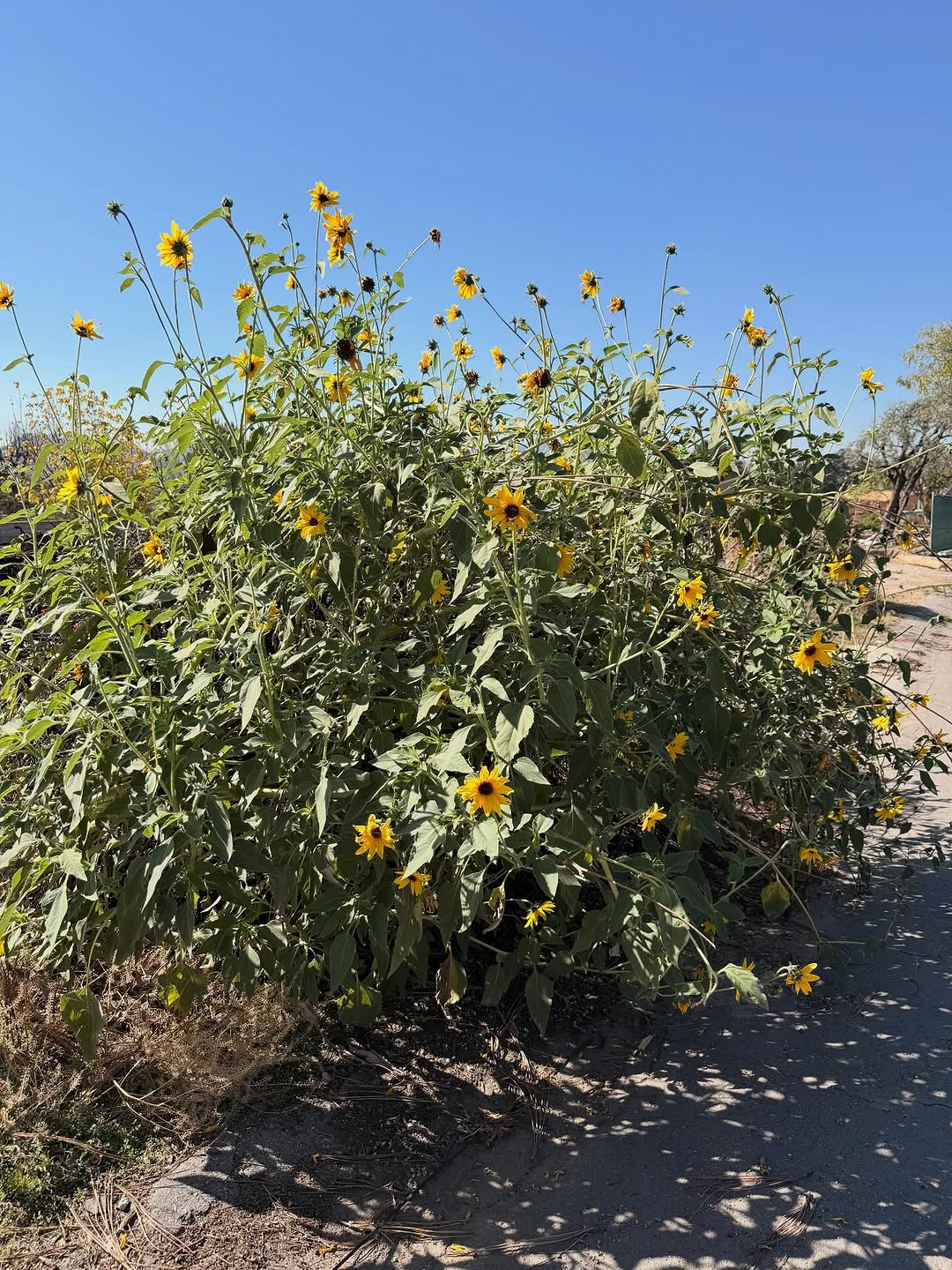 Thumbnail of www-instagram-com-p-dqnmjl8etzf-img-index-6 4