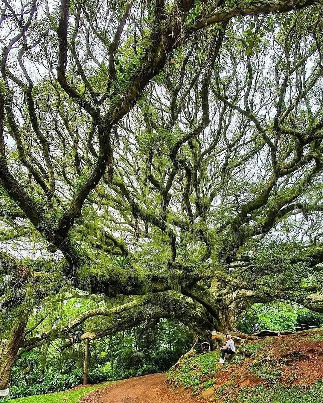 Thumbnail of www-instagram-com-p-dtshngujpqh 1