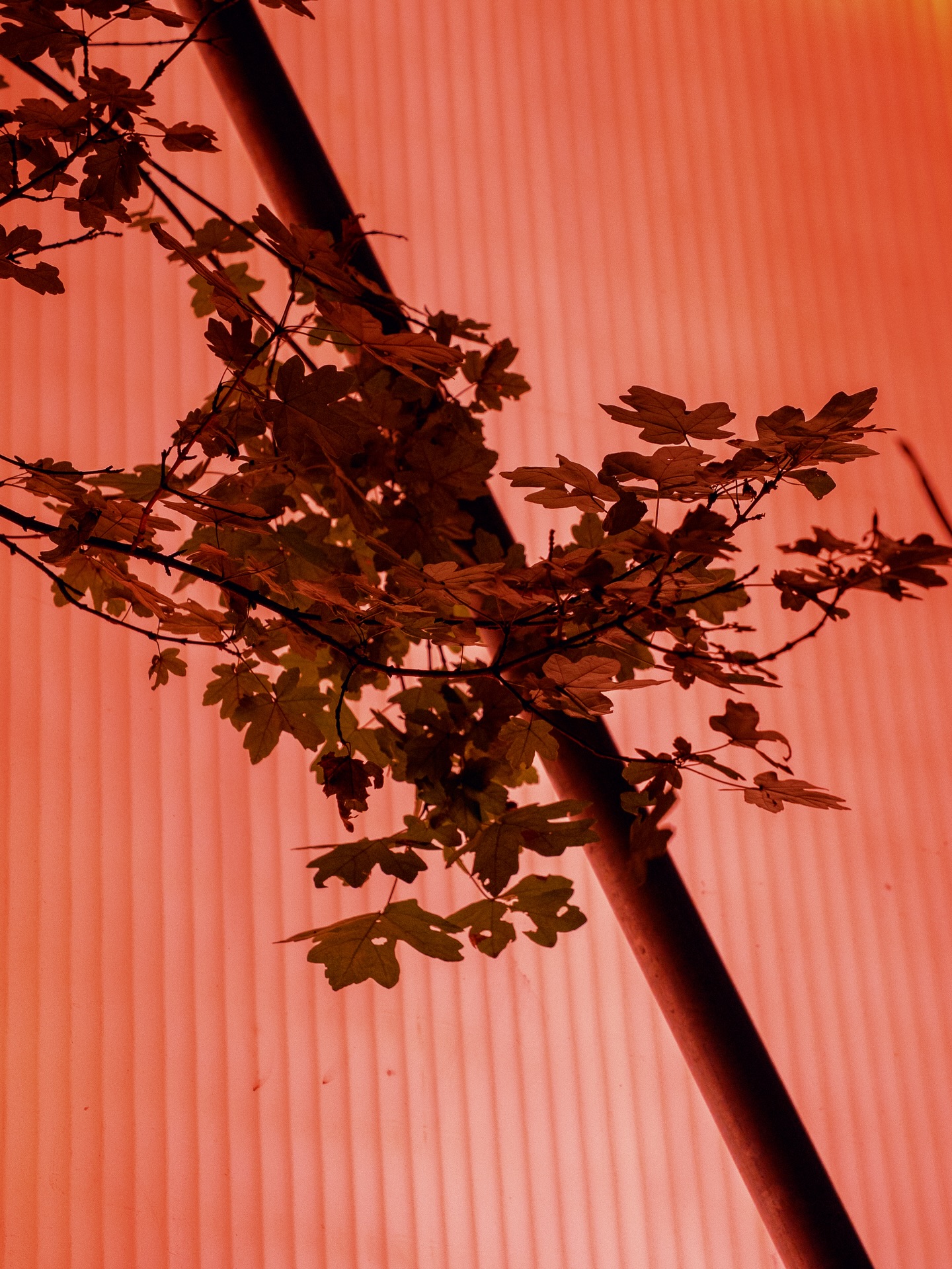 Thumbnail of p-du84cqxdl0l-6bdde58020f9471d 2