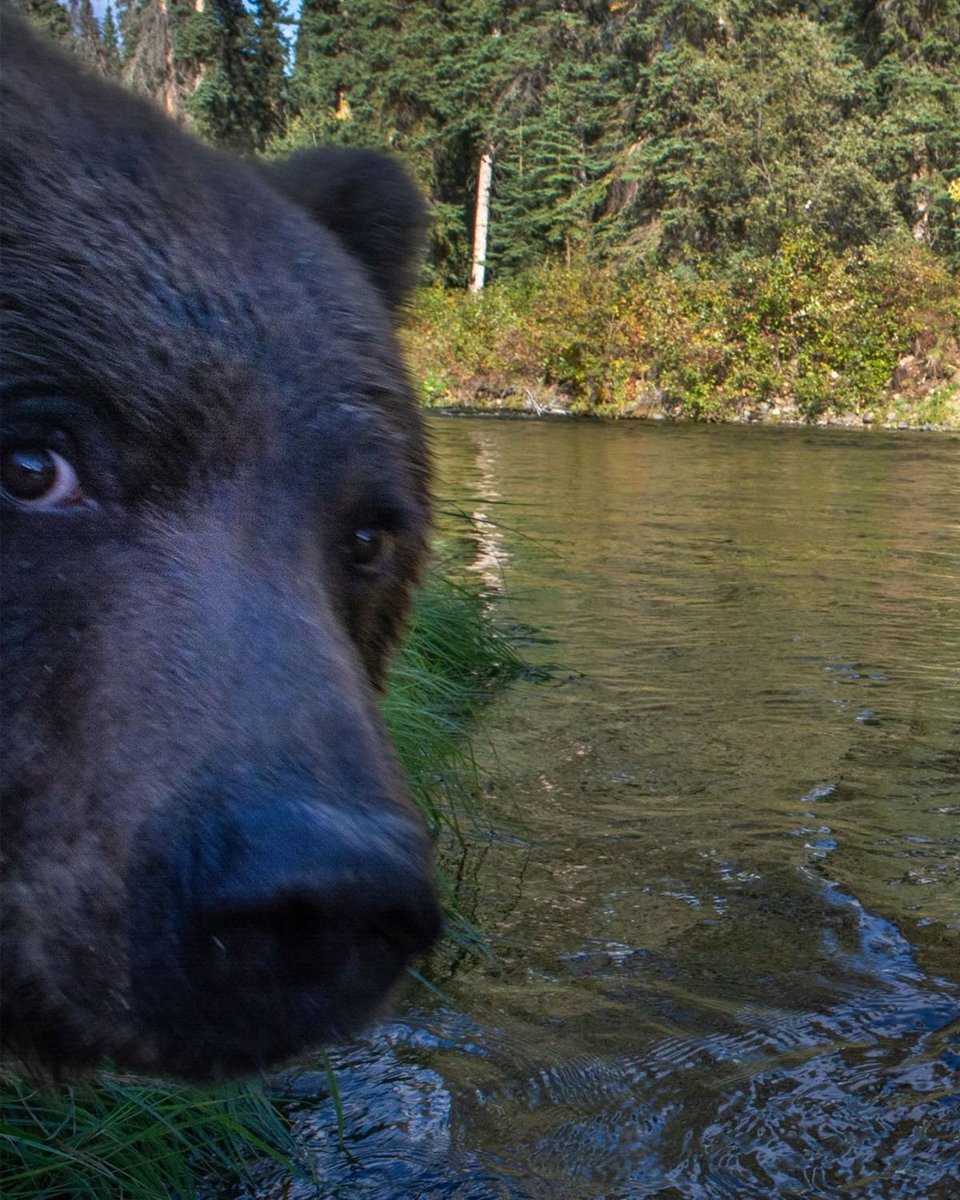 Thumbnail of www-x-com-hourlyursus-status-1986959547412746373-72576bfb01a04377