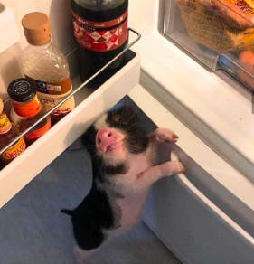 Thumbnail of www-x-com-jackfriks-status-1985695354080411831-7b3862cfdb044b49