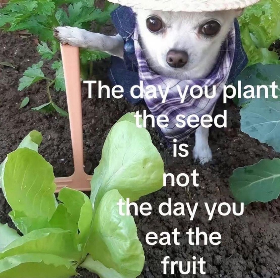 Thumbnail of www-x-com-jackfriks-status-1985695354080411831-7b3862cfdb044b49