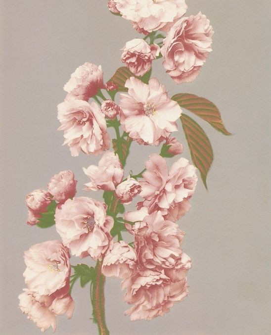 Thumbnail of www-instagram-com-p-dt8b-q5k-bg 0