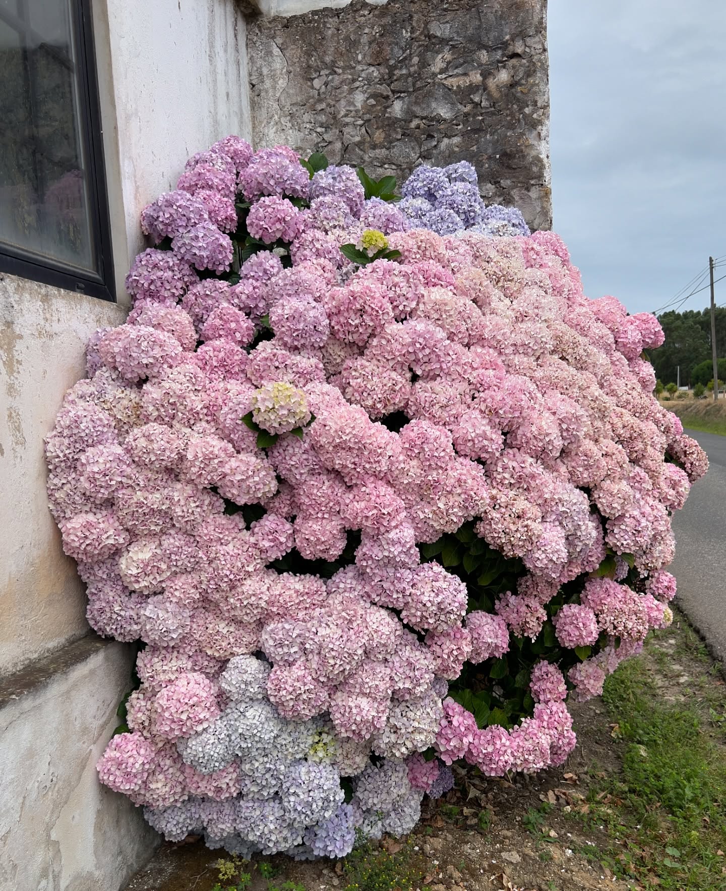 Thumbnail of c8-rsshxye4-8a6b9ba521fd41c0 1