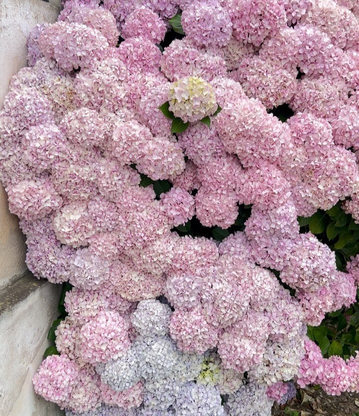 Thumbnail of c8-rsshxye4-8a6b9ba521fd41c0 2