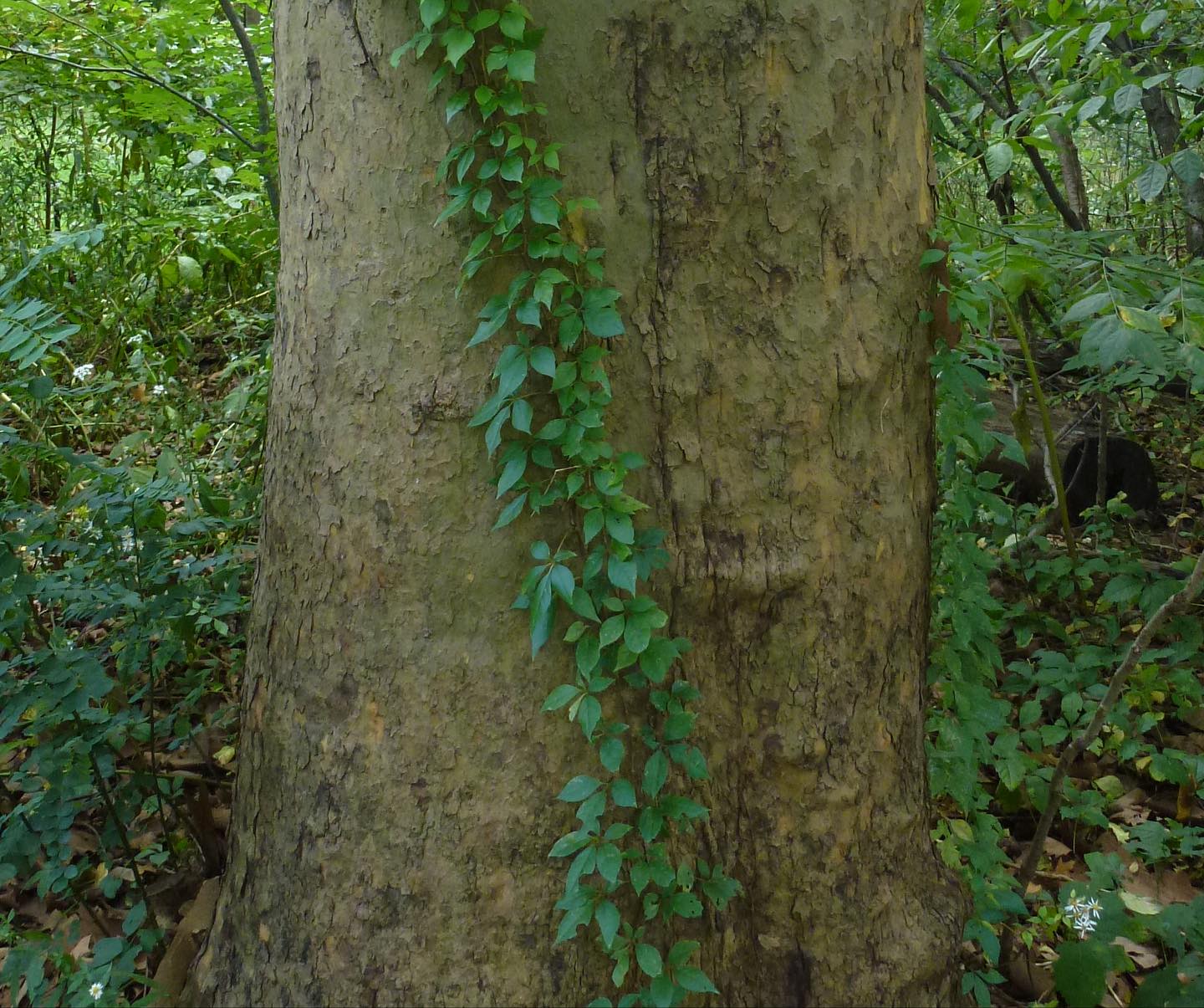 Thumbnail of cy6x-abofk7-99a0cc587f504c5e 3