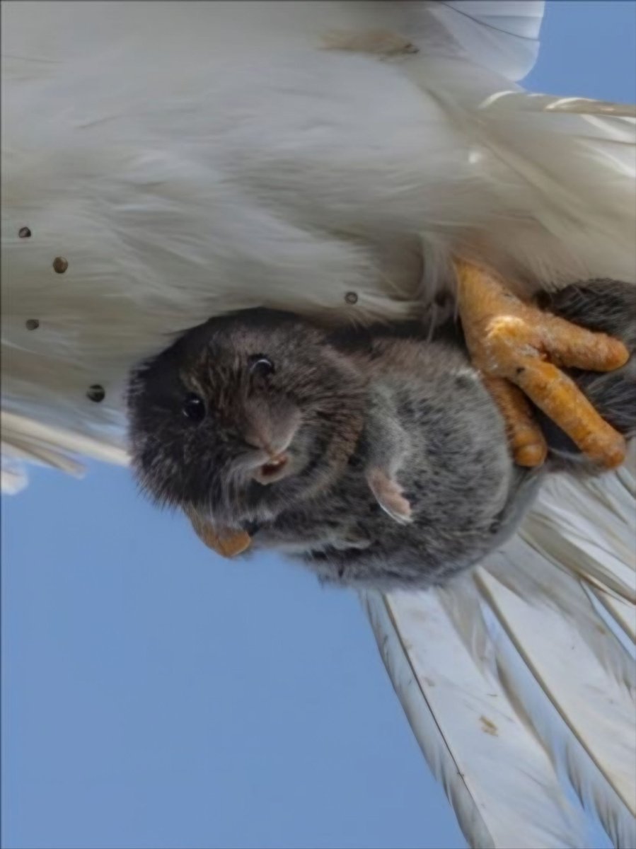 Thumbnail of www-x-com-amazlngnature-status-1946184207476105496-9e65800ea41f4ffc