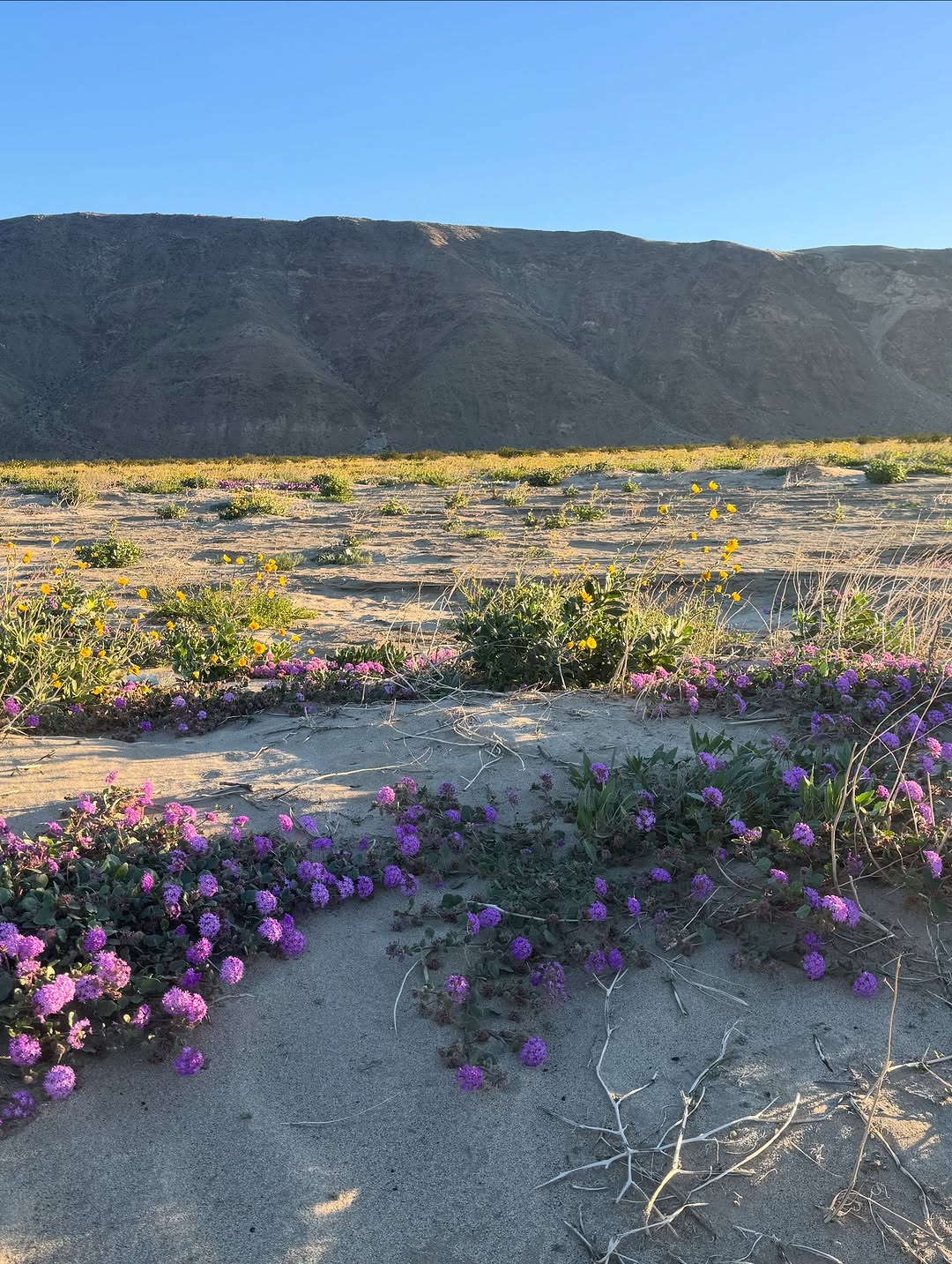 Thumbnail of www-instagram-com-p-dr0mnc2j2gh-img-index-3 3