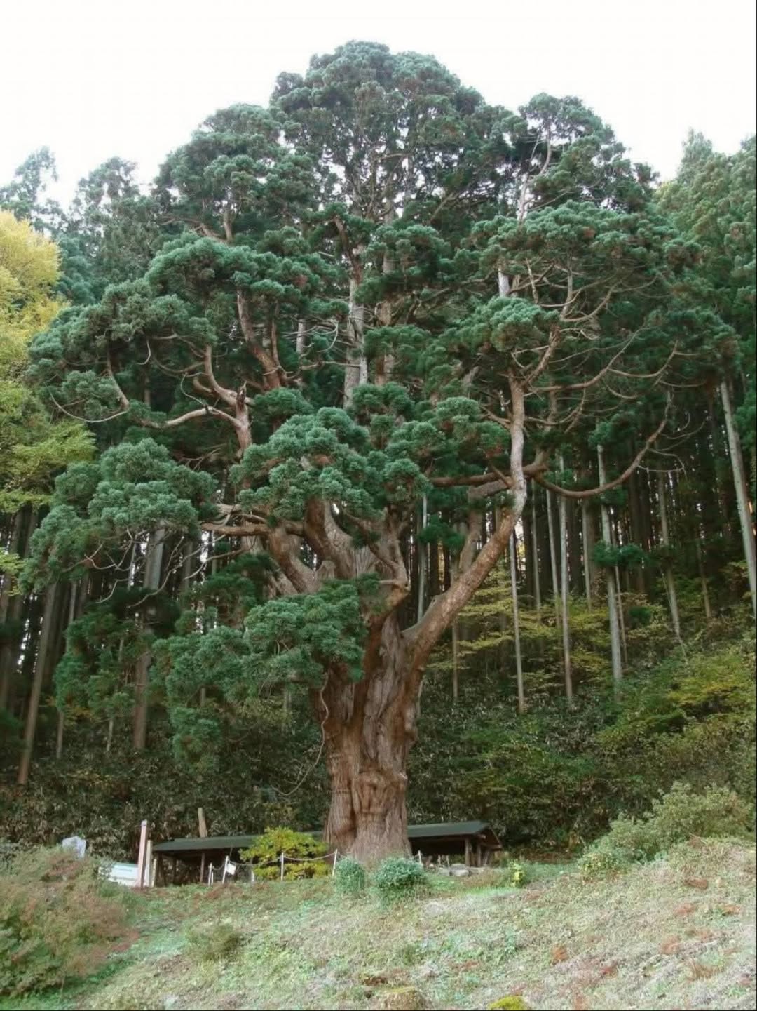 Thumbnail of www-instagram-com-p-dtswwlojpe4 0