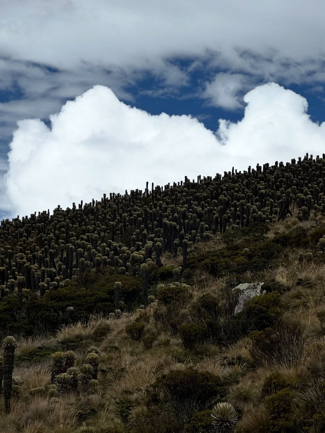 Thumbnail of www-instagram-com-p-dtvx-7bjcyi 10