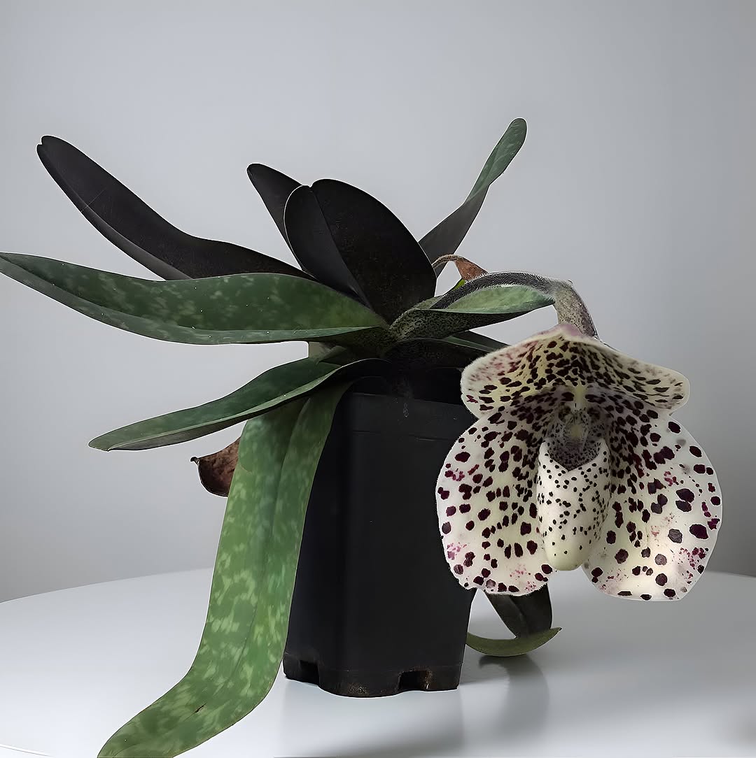 Thumbnail of www-instagram-com-p-ds-7-v5je-q 0