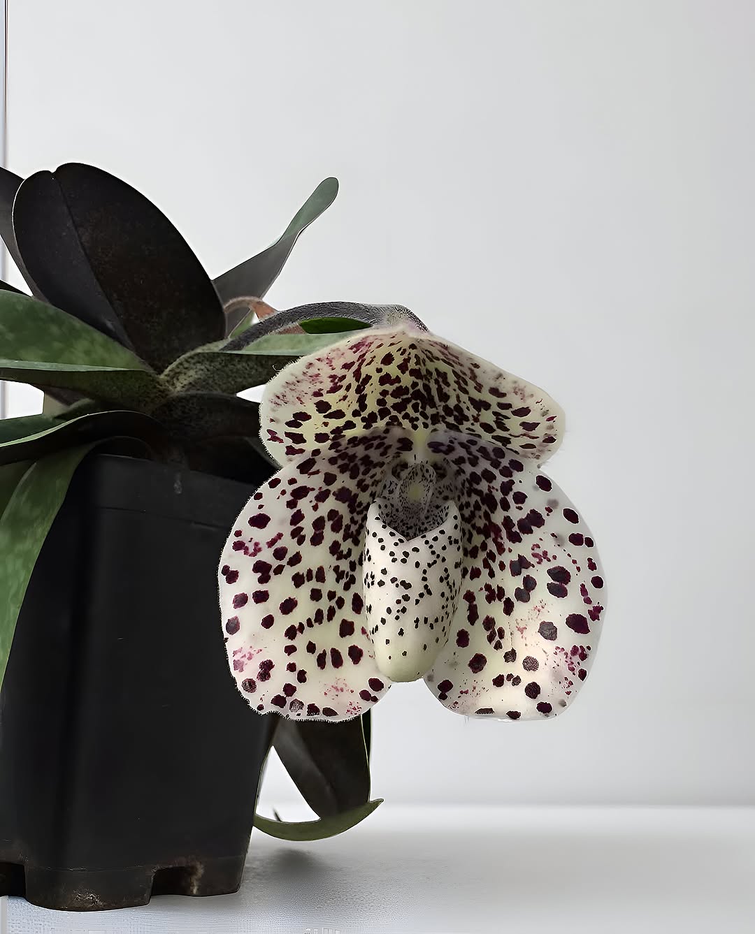 Thumbnail of www-instagram-com-p-ds-7-v5je-q 1