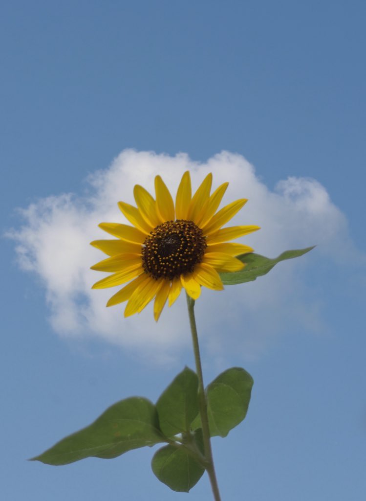 Thumbnail of www-x-com-thesoggyblanket-status-1968125084905902232-bb1d9b96e0a64e14